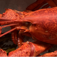Banner image featuring a red lobster ready for purchase.