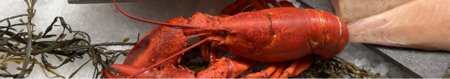 Banner image featuring a red lobster ready for purchase.