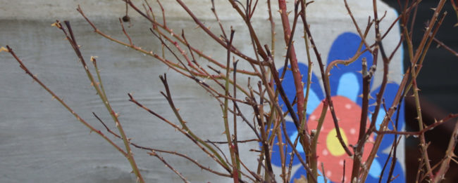 Plant with no leaves in front of a cement wall.