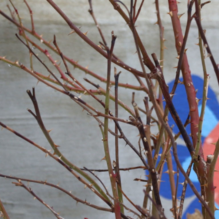 flowerCROP Plant with no leaves in front of a cement wall.
