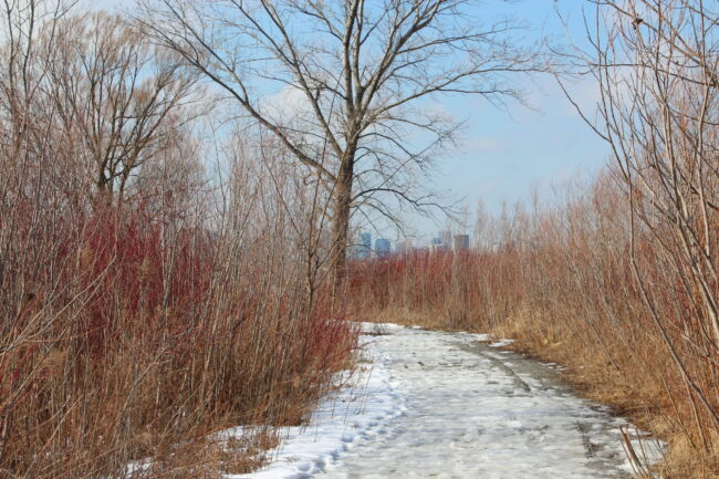 Path in a field in the winter with snow and ice on the ground.
