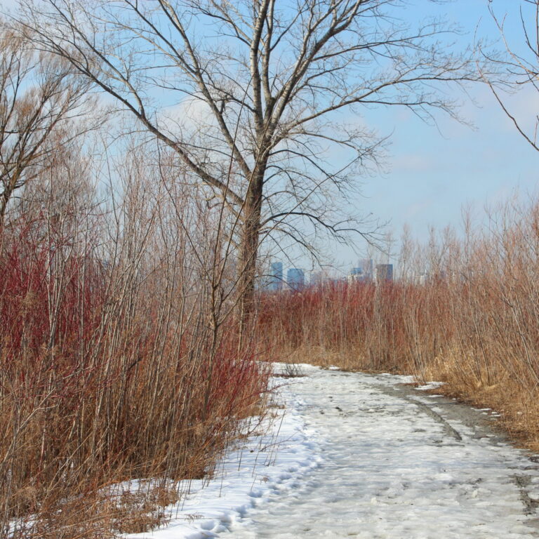 Path in a field in the winter with snow and ice on the ground.