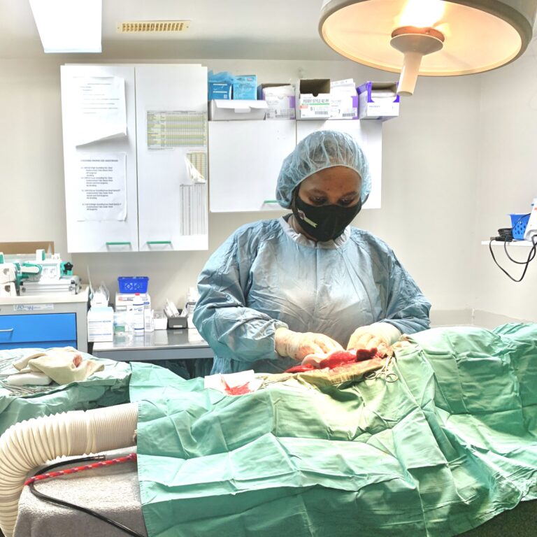 Female doctor doing surgery on a animal.