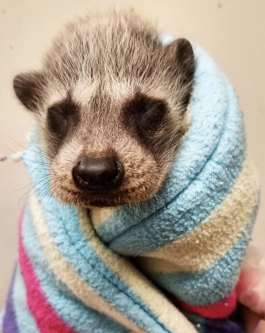 A baby raccoon wrapped in a fleece blanket to stay warm.