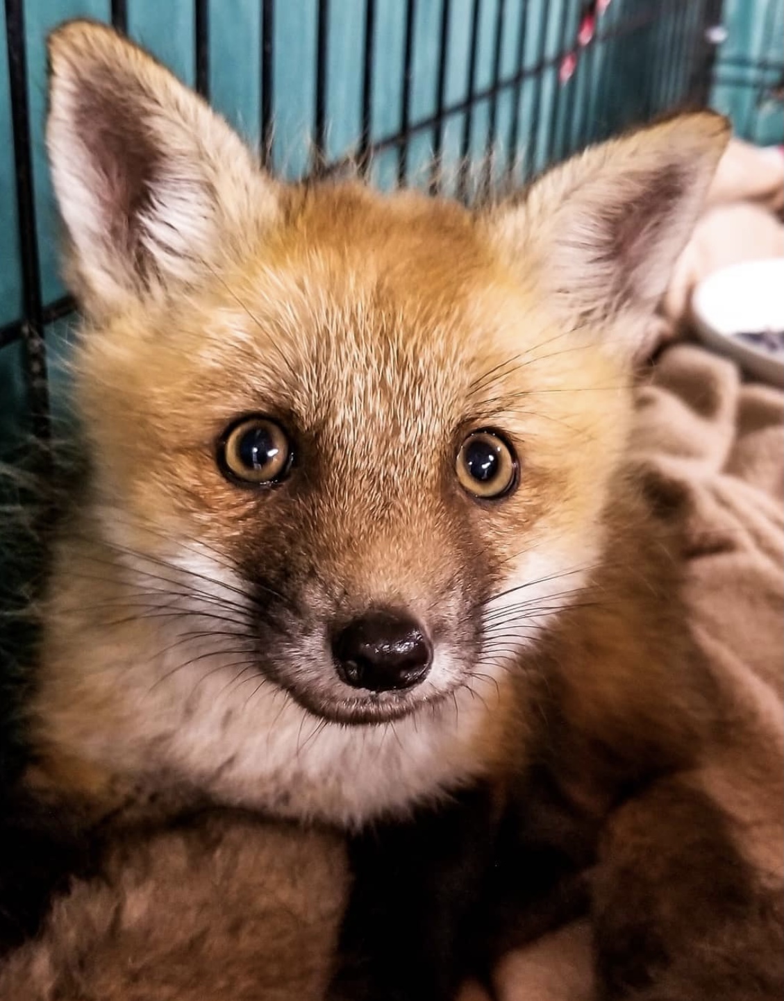 A young fox brought in to UWC.