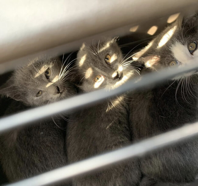 Three grey kittens peering up front a shoe rack into the sunlight