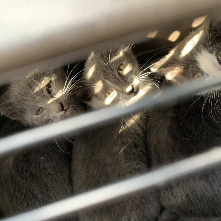 Three grey kittens peering up front a shoe rack into the sunlight