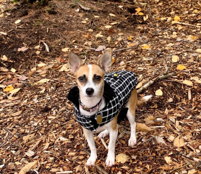 Dog wearing a sweater.