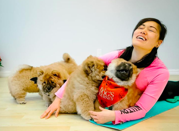 Woman playing with four brown fluffy puppies. 