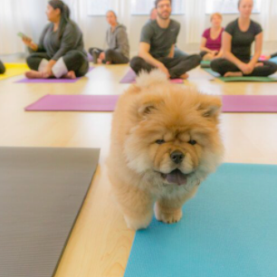 brown fluffy puppy and people sitting cross legged behind
