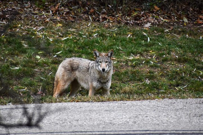 A coyote looks towards the camera, standing on grass behind a pavement path at a park.