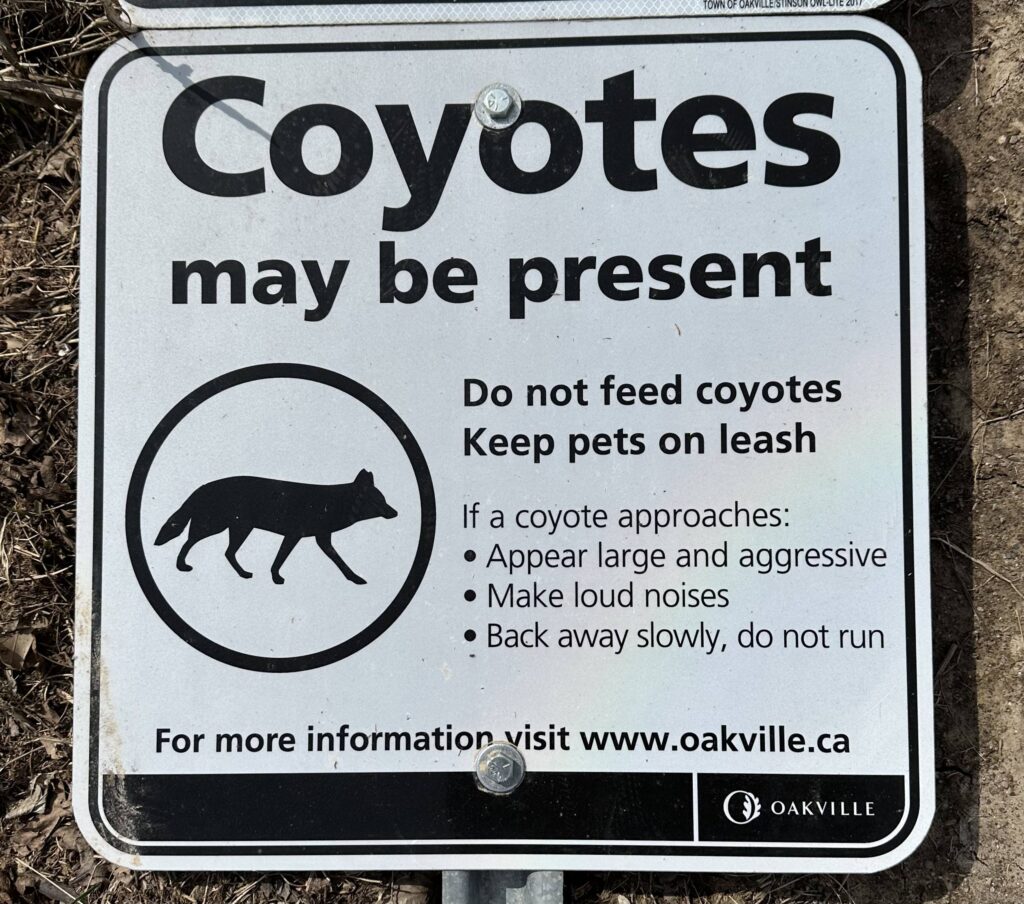 A white, square sign stating 'coyotes may be present' in black bold letters, as well as other cautionary text.