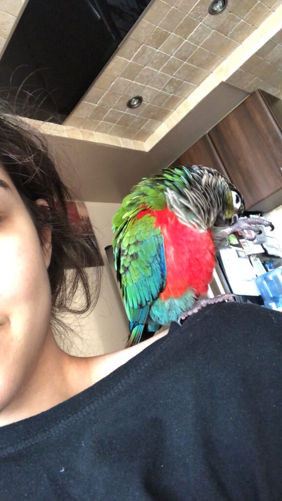 A colourful parrot sits on a person's shoulder and preens