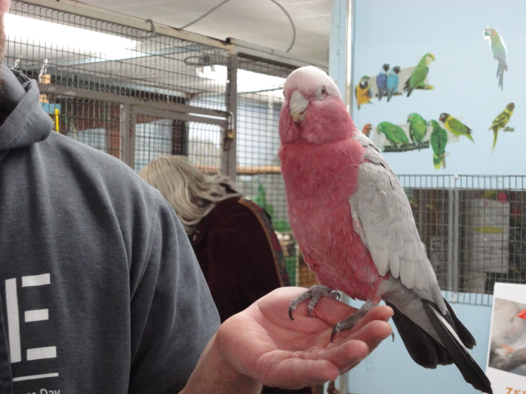 A hand holds a pink parrot by its feet