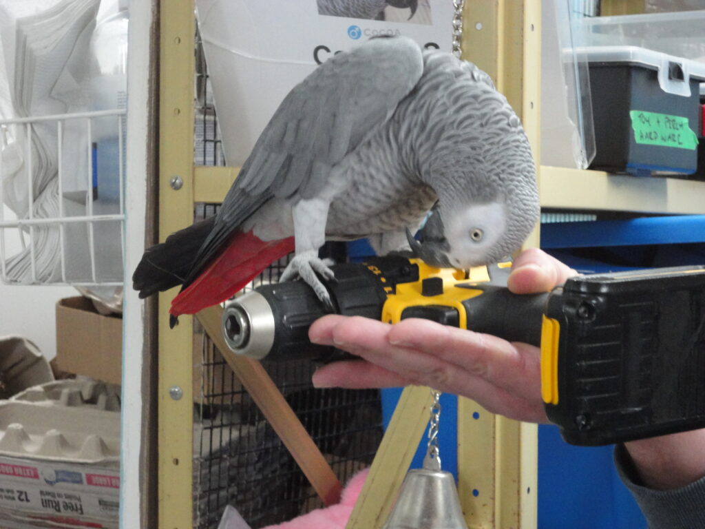 A grey parrot is standing on a power drill and picking at it with its beak