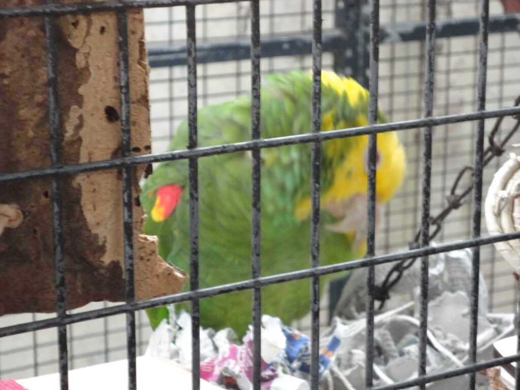 A green parrot with a yellow head, preening itself in its cage