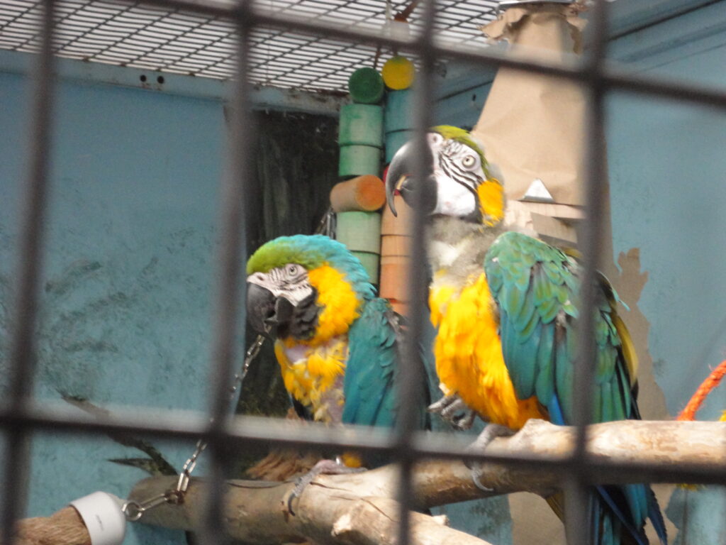 Two yellow and blue parrots sitting together on a perch in their cage