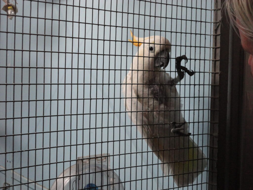 A white parrot holding onto the bars on it inside of its cage