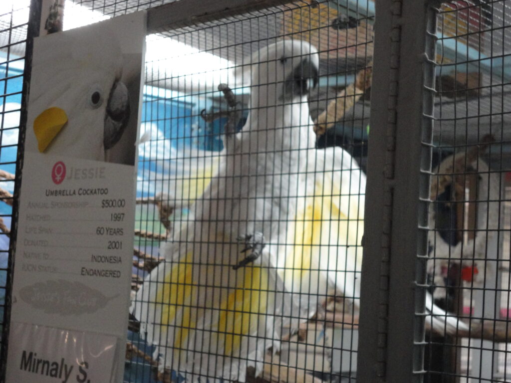 A white parrot with yellow inner wings, holding onto the bars on the inside of its cage