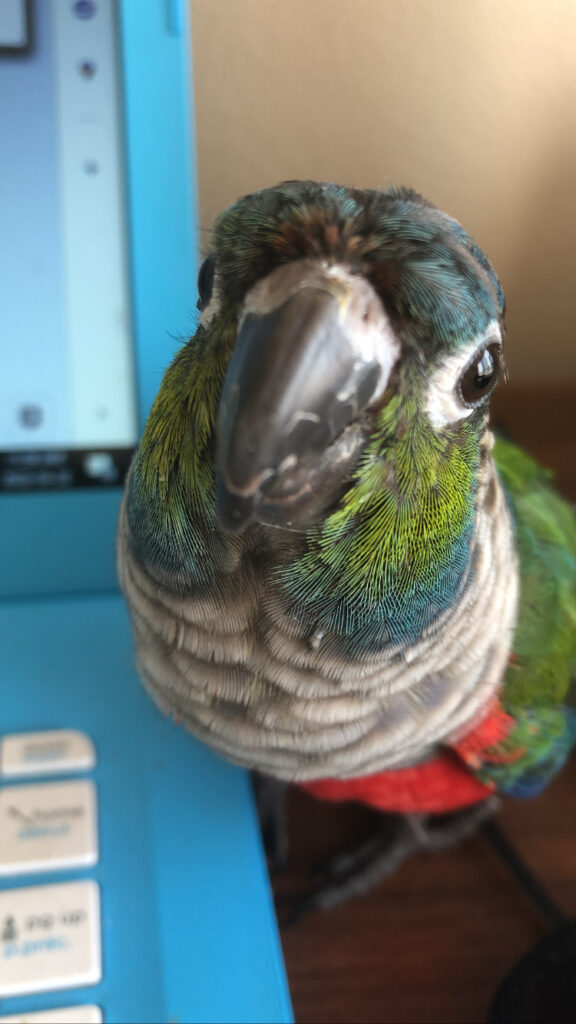 A mostly green parrot stands directly in front of the camera and stares at it