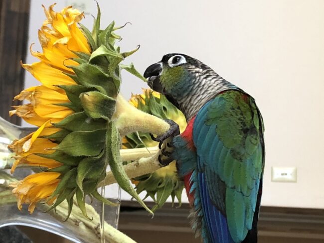 A colourful parrot sitting on a sunflower