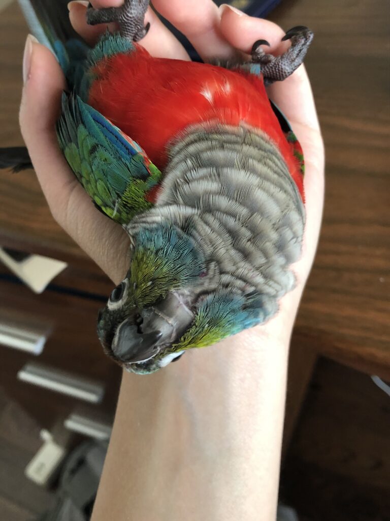 A colourful parrot lying on its back upside down in a person's hand