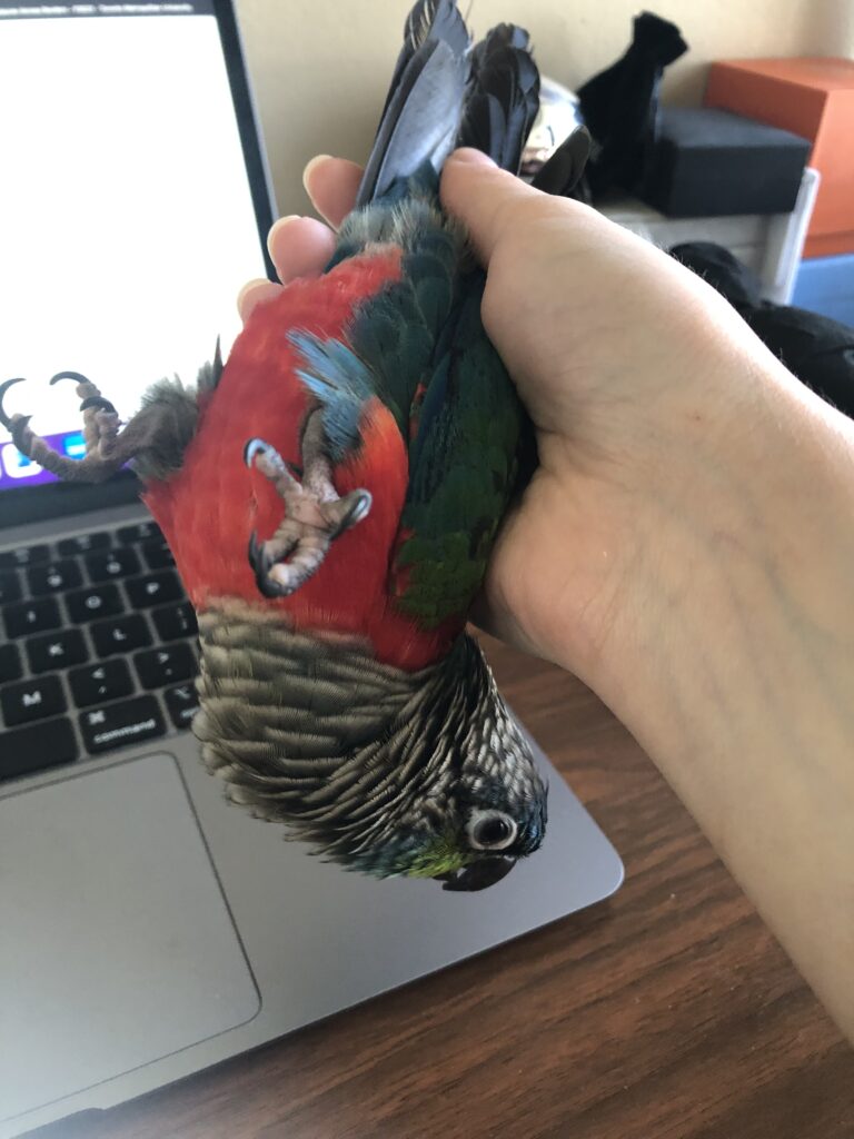 A colourful parrot being held upside down by a person